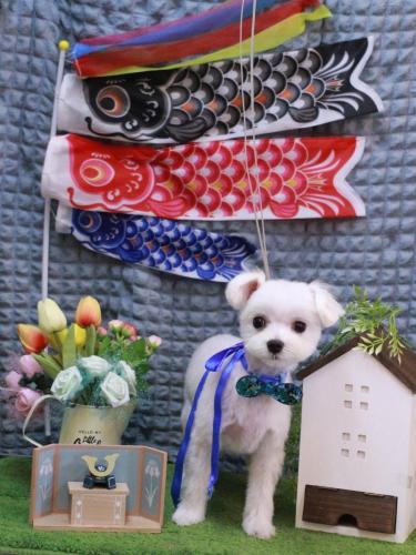 20230503メルちゃん